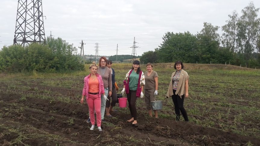 Збір врожаю картоплі