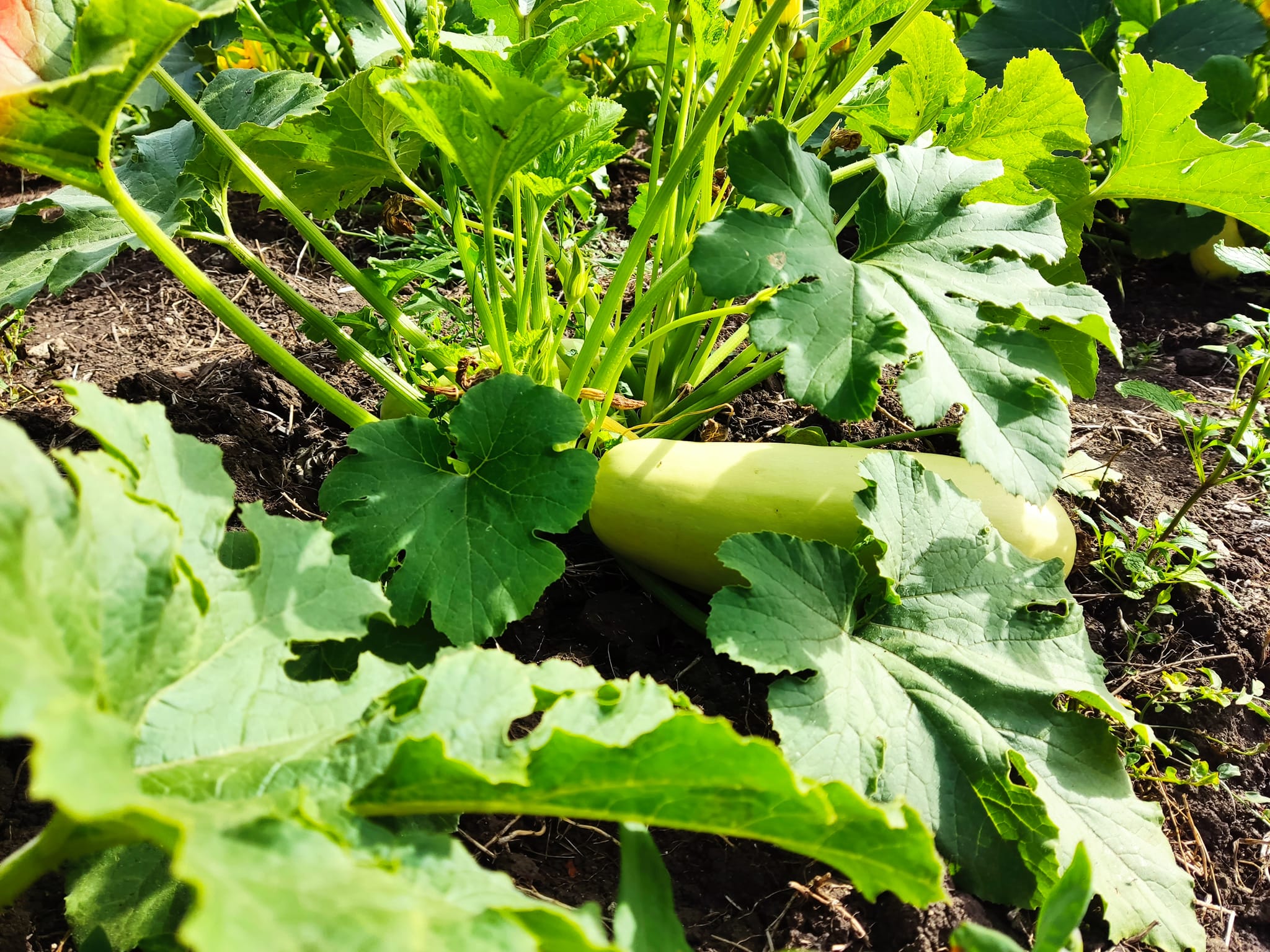 294567230_570094727945783_1814078076583004745_n